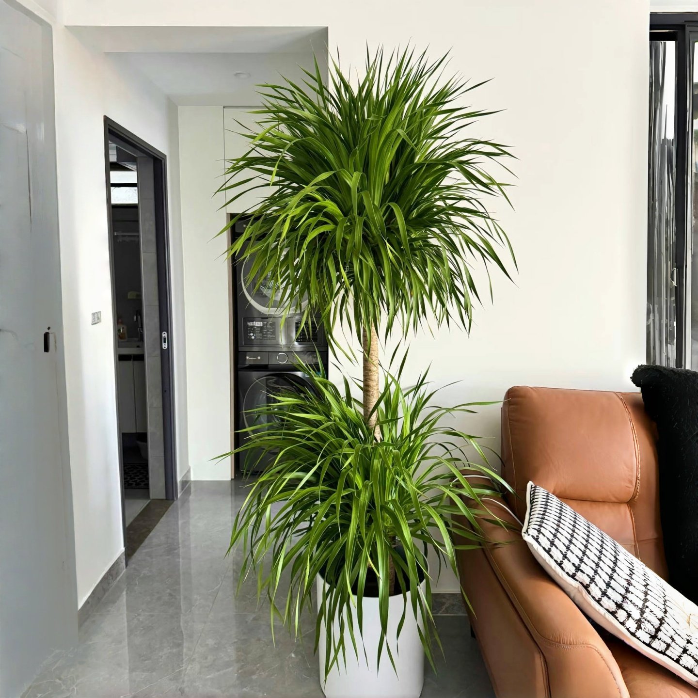 单头龙血树老桩头熟货室内客厅办公室大型绿植盆栽好养观叶植物,鲜花速递/花卉仿真/绿植园艺,大型绿植/成品组合盆栽,淘宝优惠券,粉丝福利购,淘宝优惠卷