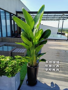 天堂鸟室内真植物盆栽办公室客厅绿植大型绿色花卉吸甲醛成都送货