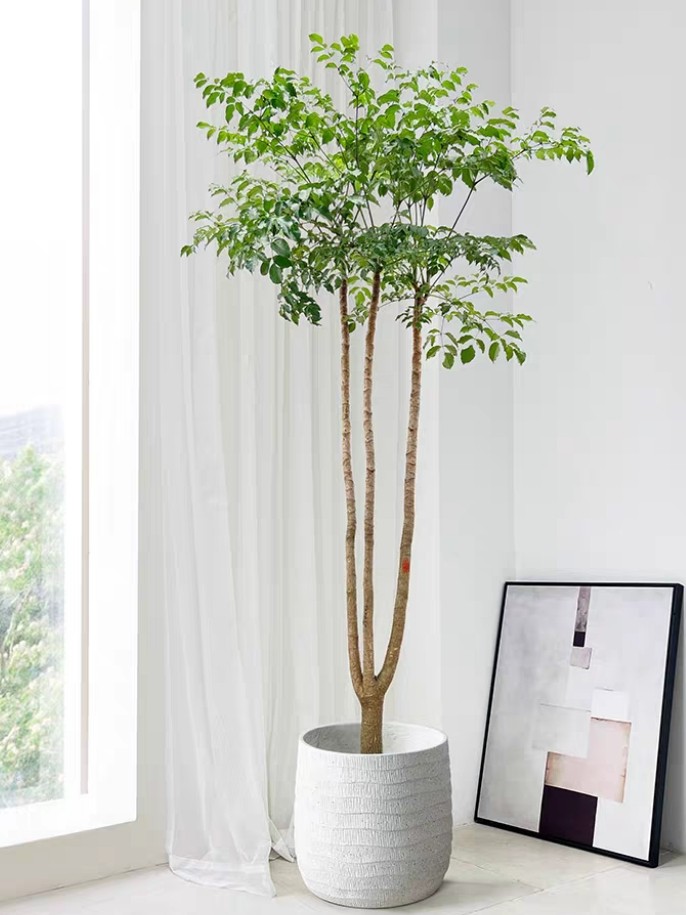 原生幸福树本地室内办公室大型绿植客厅盆栽好养乔迁开业送礼植物,鲜花速递/花卉仿真/绿植园艺,大型绿植/成品组合盆栽,淘宝优惠券,粉丝福利购,淘宝优惠卷