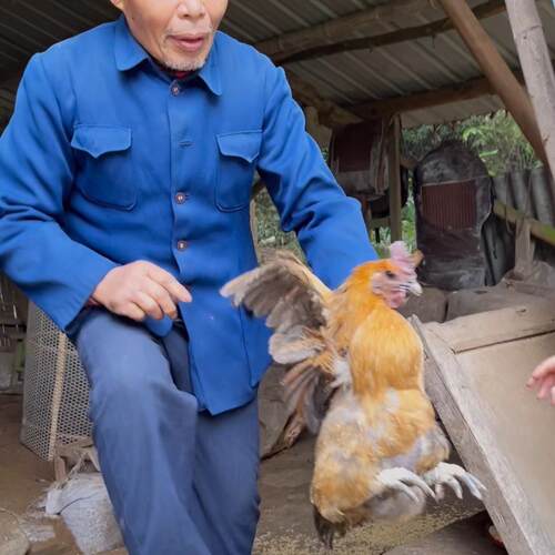 下乡收的粮食喂养正宗土鸡45一斤，联系客服现称
