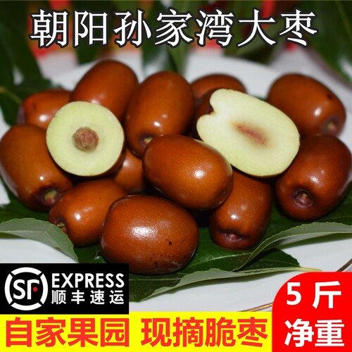 【现货】现摘朝阳孙家湾大枣甜脆