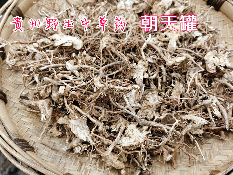 贵州中草药野生朝天罐根500g包邮 干货张天刚七孔莲张天罐痢症草