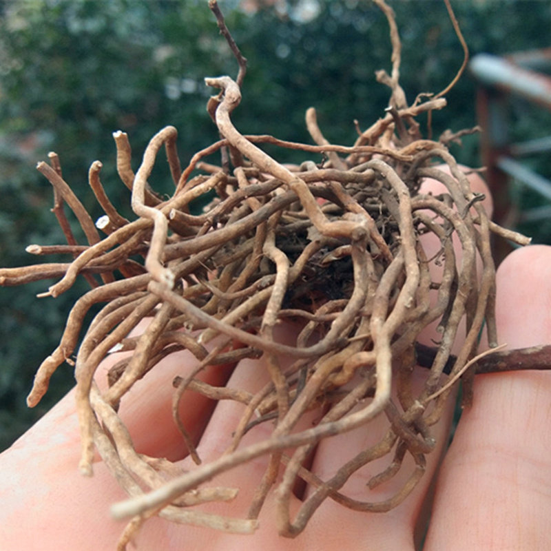 地产中草药四块瓦干货500克 贵州山货四叶对中药材四叶细辛万根丹