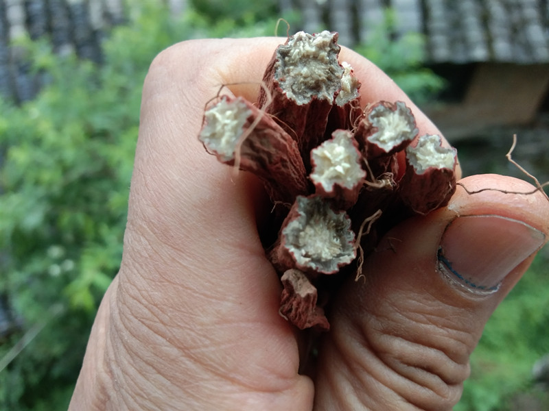 贵州纯野生紫丹参 天然中药材野丹参散装赤参食用中草药红根500克