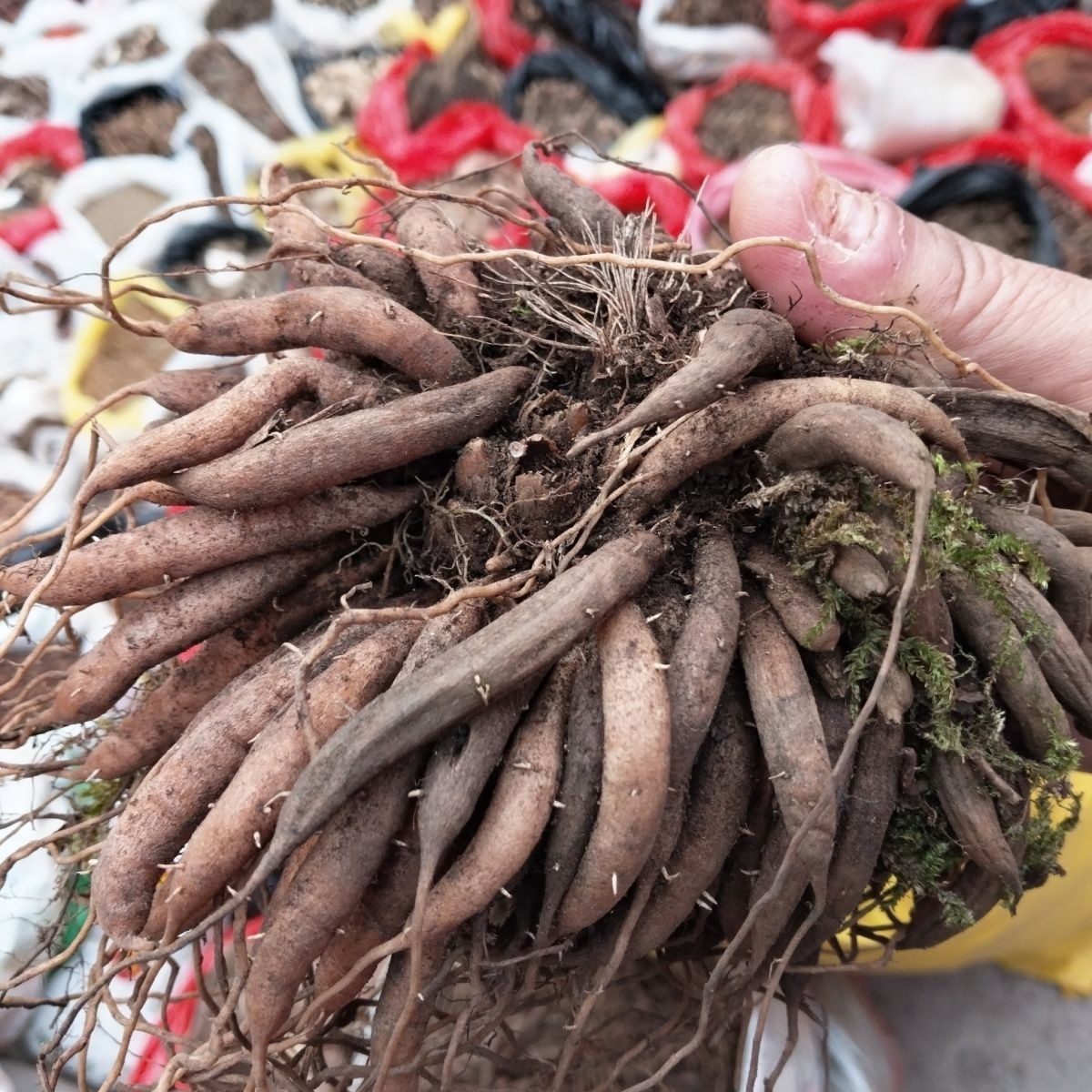 新鲜天门冬根天门冬苗天门冬盆栽 贵州草药儿多母苦中药材一窝蛆