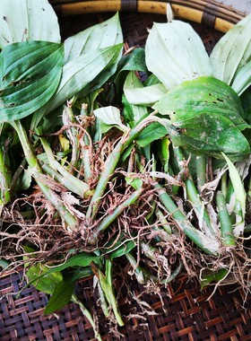 贵州新鲜见血清中草药500克