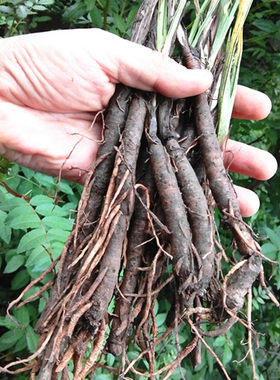 贵州仙茅参独脚全根中药材500g
