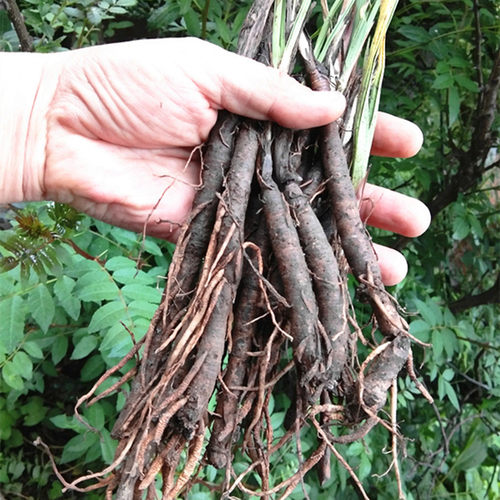 苗药仙茅参贵州道地中药材仙茅根