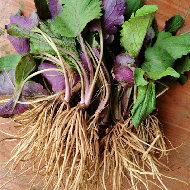 贵州野青菜中药材 新鲜天青地红现挖农产品草药菊三七红青菜500克