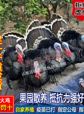 足一斤火鸡大种观赏鸡花色青铜火鸡散养黑色贝蒂娜火鸡巨型宠物鸡