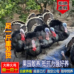 足一斤火鸡大种观赏鸡花色青铜火鸡散养黑色贝蒂娜火鸡巨型宠物鸡