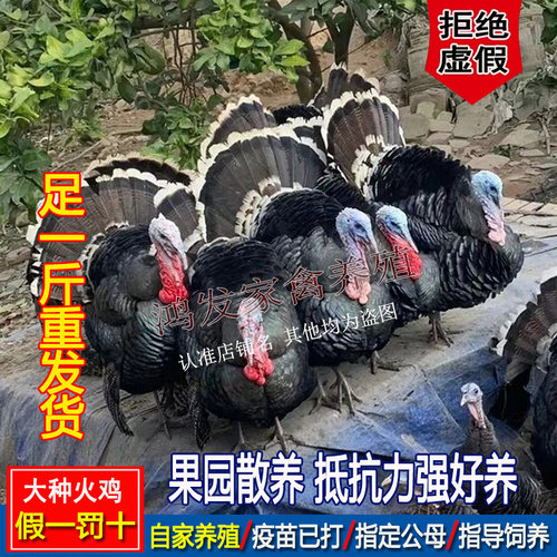 足一斤火鸡大种观赏鸡花色青铜火鸡散养黑色贝蒂娜火鸡巨型宠物鸡