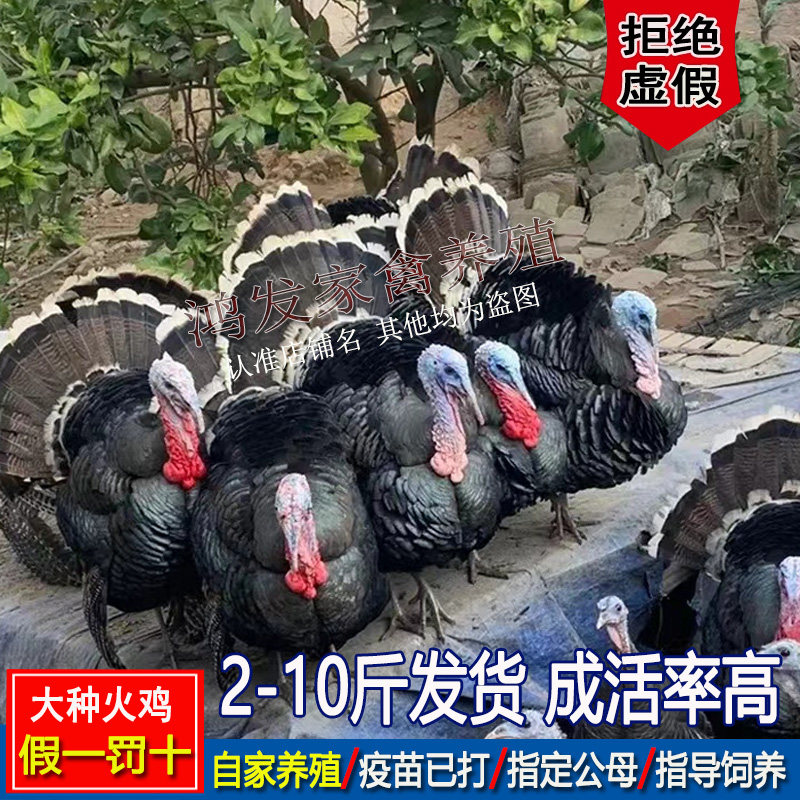 3斤大火鸡脱温散养4斤2花色青铜5斤6火鸡观赏7斤8尼古拉9斤宠物鸡