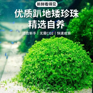 前景草爬地矮珍珠鱼缸水草植物真草活净水阴性草新手天湖荽坨草发