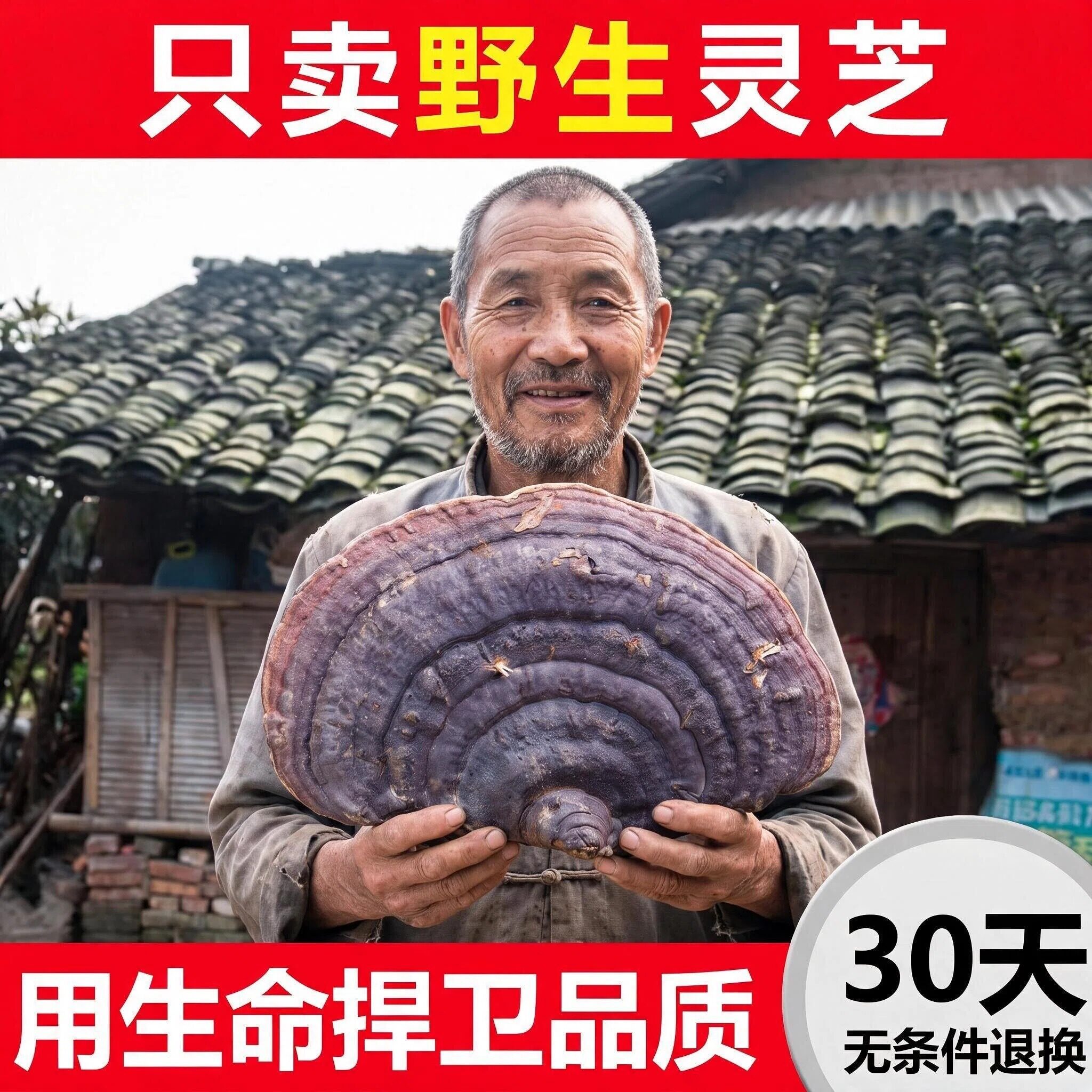 野生灵芝无柄赤芝天然无柄赤灵芝林芝长白山灵芝干品整枝灵芝片