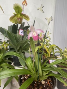 Phrag. Cardinale 'Birchwood' AM/AOS 美洲兜，大苗多苗可挑选