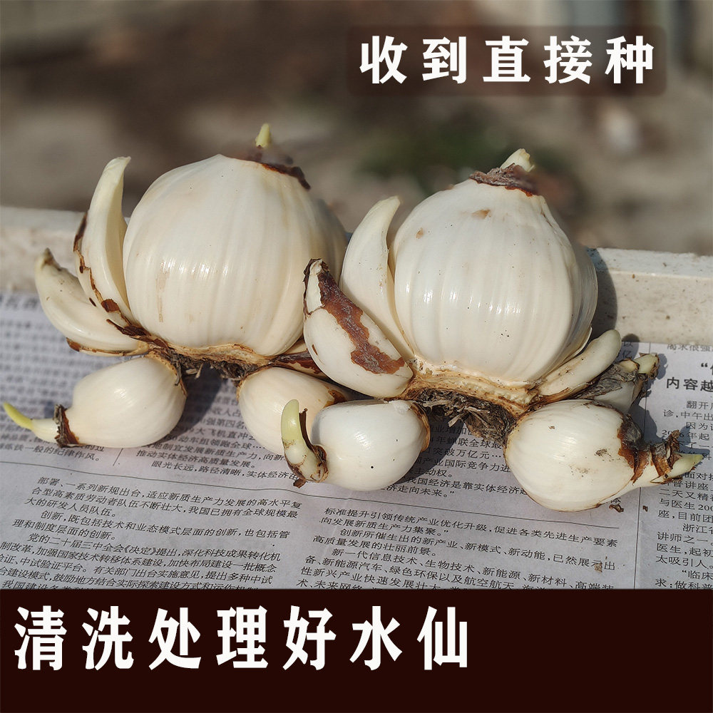 养护处理好漳州水仙花种球懒人型收到免加工直接上盆不活补发