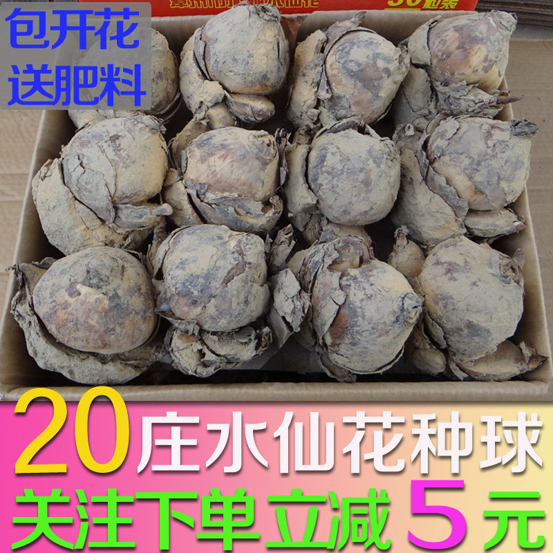 漳州水仙花种球   水培花卉20庄水仙花种子  绿植盆栽南国仙子|ruв категории доставка цветов/цветок моделирования/растения садоводства, цветок/овощи и фрукты/газон семян (новая), мяч - от Buy2taobao.com для оказания профессиональной услуги покупки агента Taobao