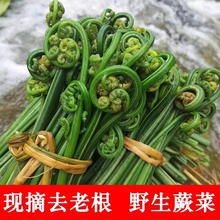 蕨菜新鲜水蕨菜龙爪菜猫爪菜拳头菜当季农村野菜野撅菜