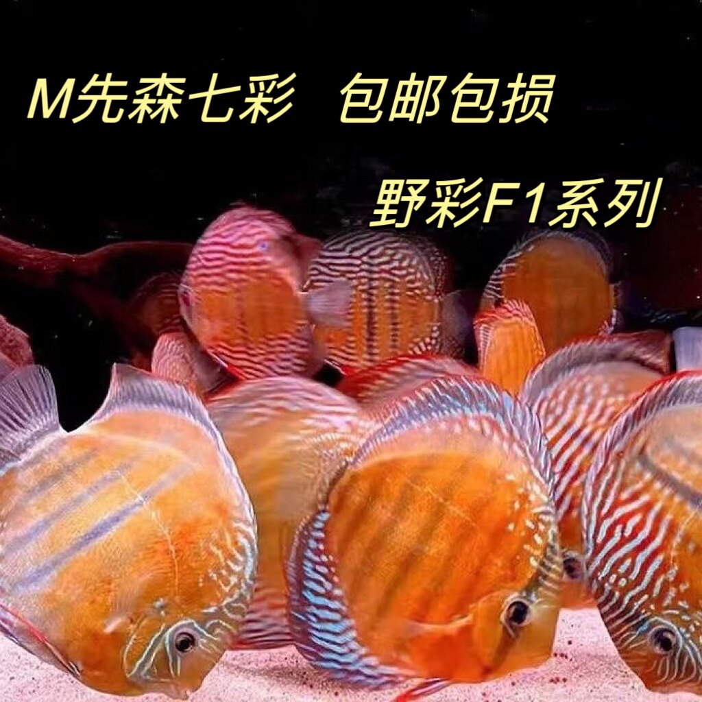 七彩神仙鱼苗野彩F1酷睿皮亚财神德松白化黄金活体热带淡水观赏鱼