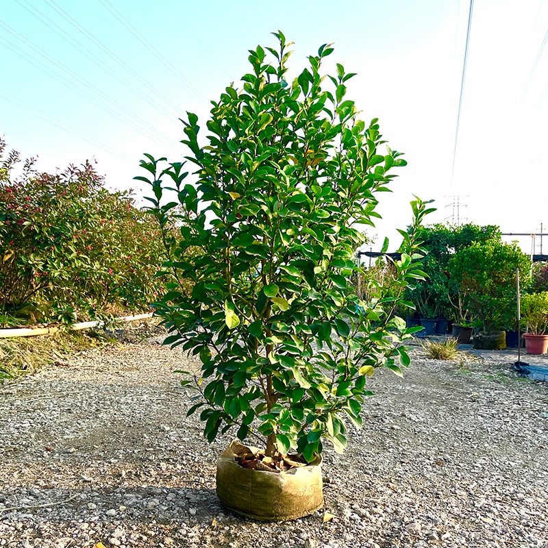 含笑花盆栽老桩庭院阳台花卉绿植香蕉花园林盆景树苗浓香
