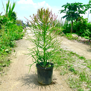 光棍树盆栽绿植彩珊瑚庭院园林阳台别墅酒店民宿最爱造景耐旱耐晒