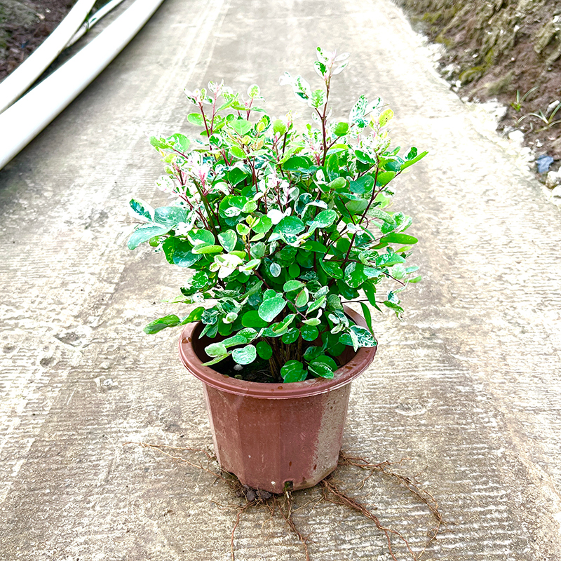 四季常青雪花木盆栽庭院观叶灌木