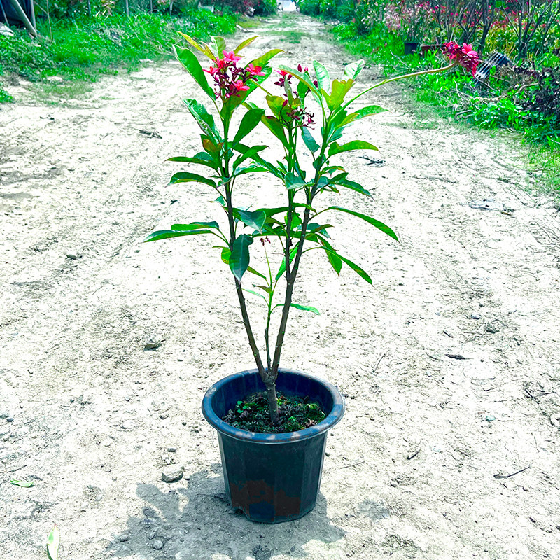 戟叶珊瑚四季开花盆栽地栽花卉