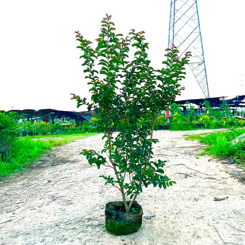 小叶紫薇盆栽别墅庭院园林绿化树苗风景树耐寒细叶绿植