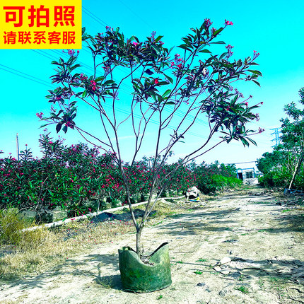 日日樱花老桩琴叶珊瑚花卉绿植盆栽灌木庭院园林花镜客厅