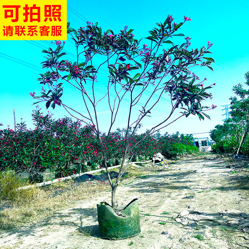 日日樱花老桩琴叶珊瑚花卉绿植盆栽灌木庭院园林花镜客厅