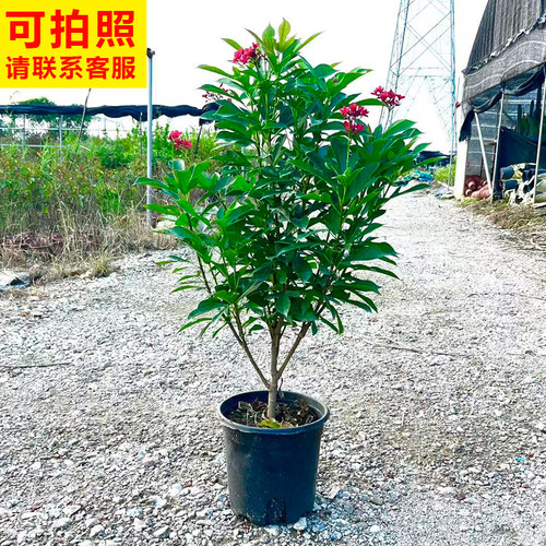 戟叶珊瑚花卉绿植客厅阳台庭院
