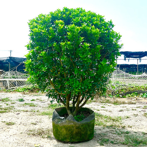 老桩香水米兰花盆栽四季开花盆景