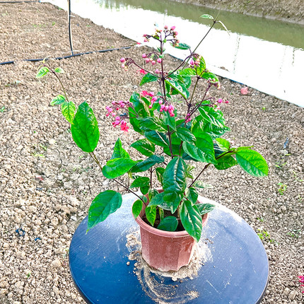 四季开花九龙吐珠花苗盆栽绿植麒麟吐珠珍珠宝草庭院阳台攀援爬藤