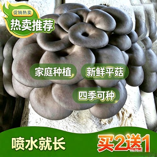 菌棒厂家直销食用菌蘑菇种植包家庭种植平菇出菇包高出菇率中号