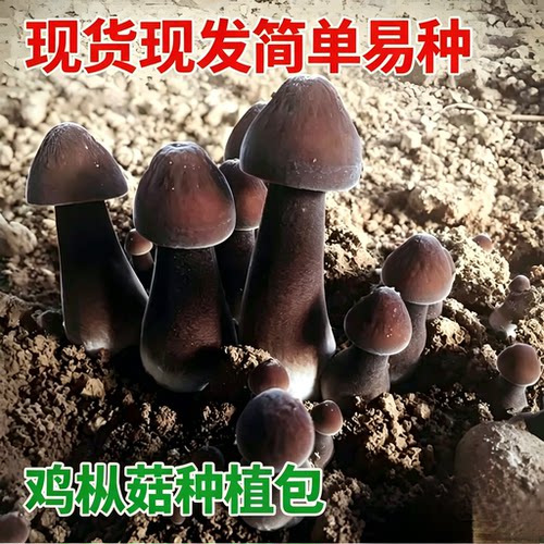 褐色其他古田小号食用菌