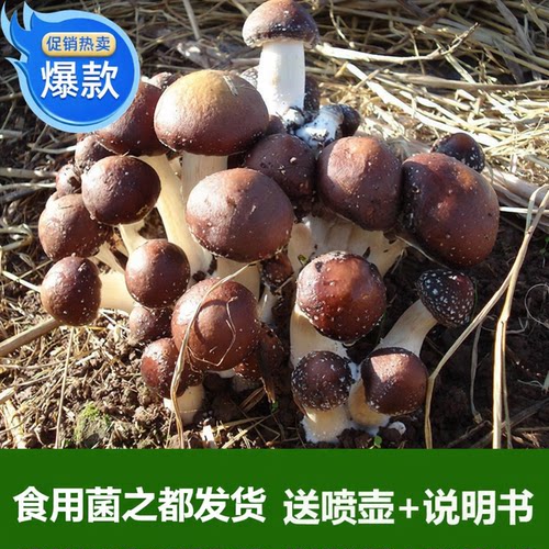 蘑菇种植赤松茸菌古田包大球盖菇
