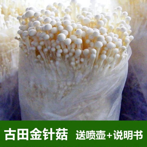 新款蘑菇种植包食用棒阳台种植