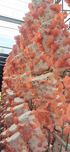 新款食用菌贵妃耳菌种粉木耳菌包椴木贵妃木耳种植菌棒