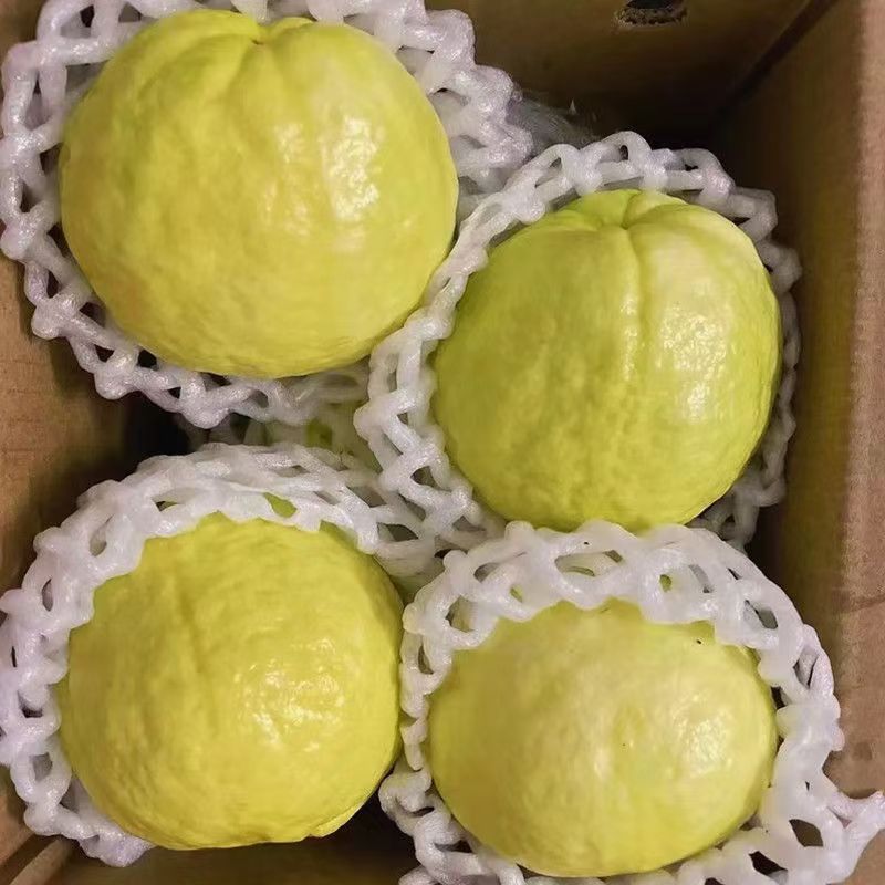 黄金奶油软糯芭乐胭脂红番石榴软心鸡屎果白心正宗台湾新鲜水果