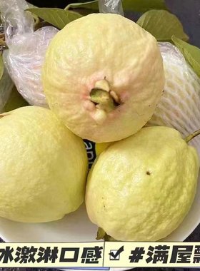 黄金奶油软糯芭乐胭脂红番石榴软心鸡屎果白心正宗台湾新鲜水果