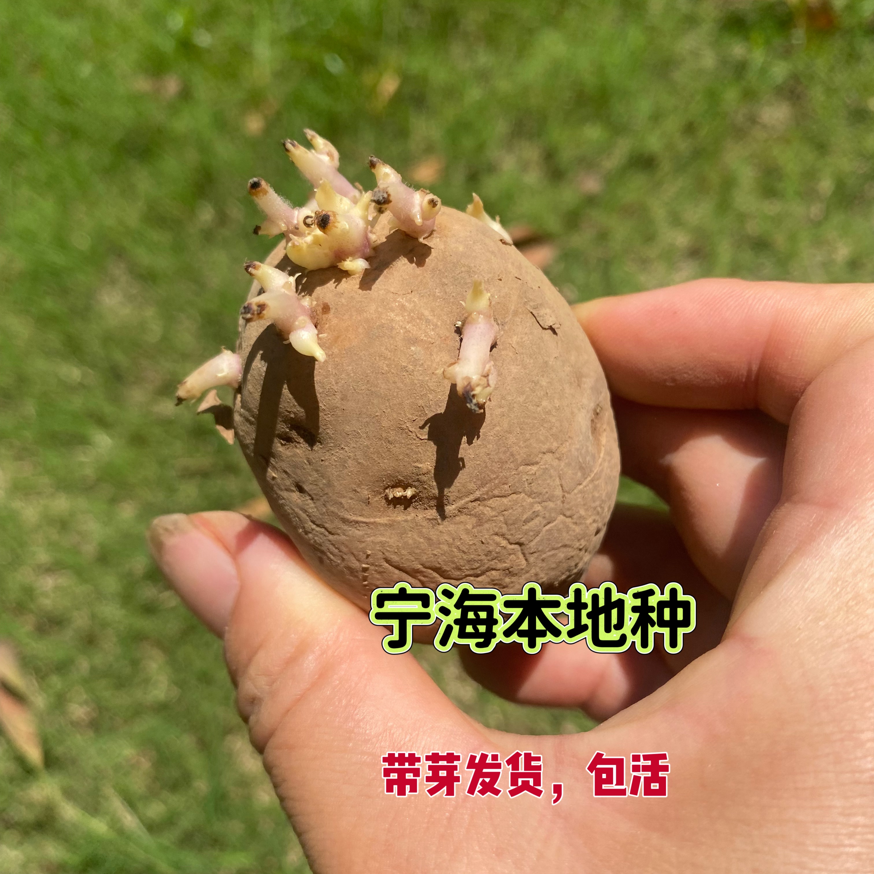 浙江宁海土豆种子黄皮南方土豆带土豆