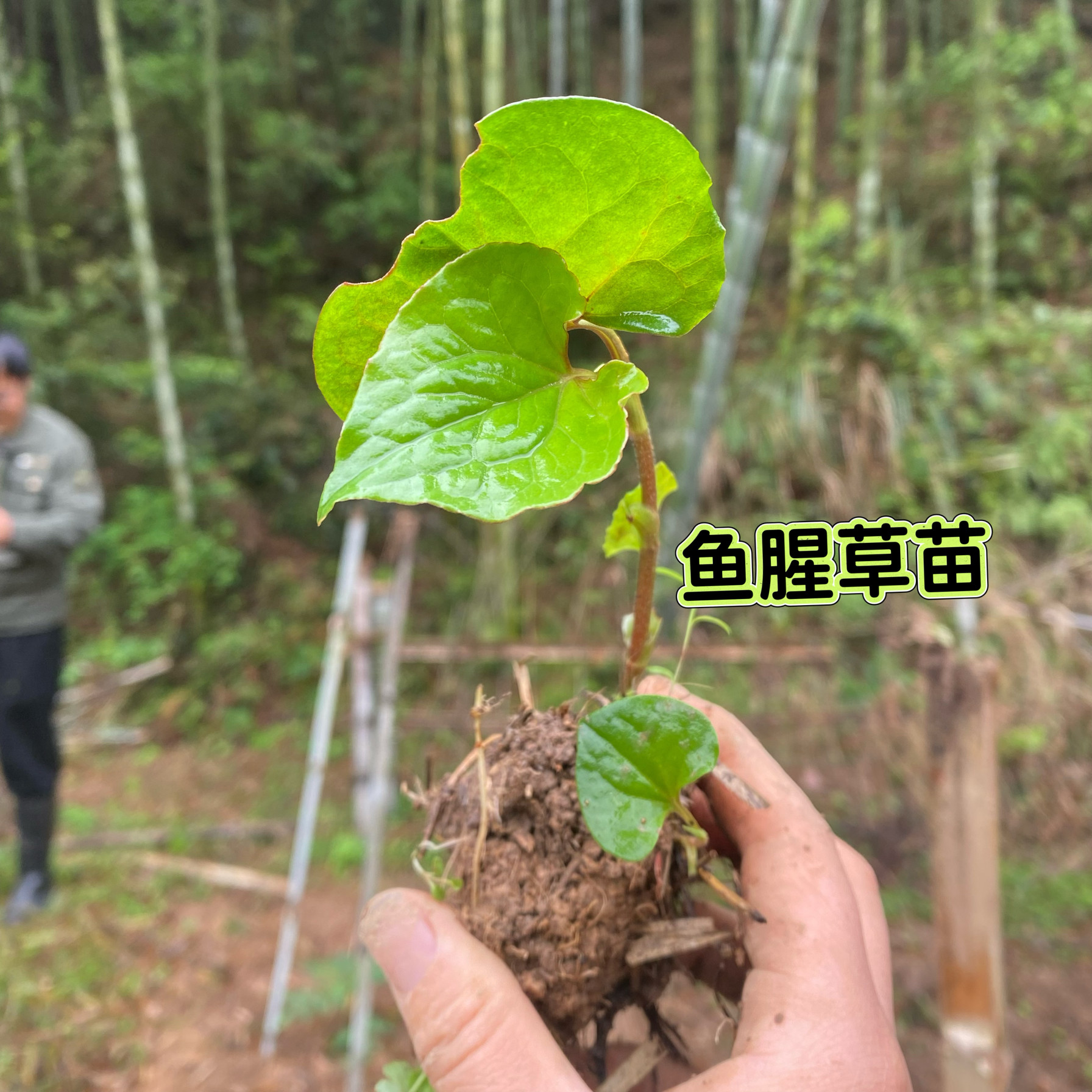 鱼腥草种苗折耳根种子可食用新鲜多肉植物