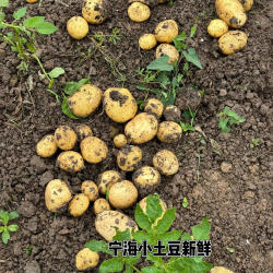 宁波新鲜小土豆新鲜现挖洋芋老品种秋蔬菜迷你黄心土豆胡陈马铃薯