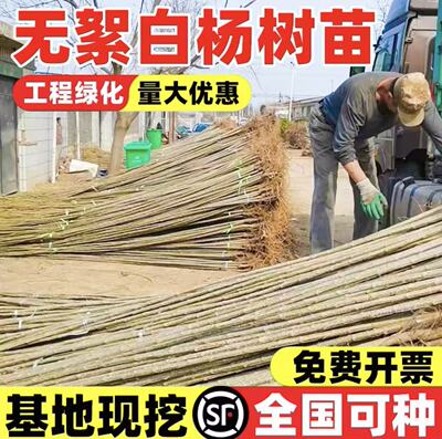 3804无絮杨长势快现挖成活率高