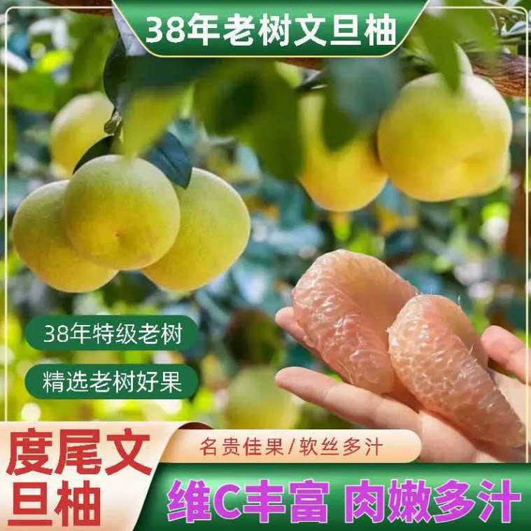 福建仙游度尾文旦柚老树红心柚