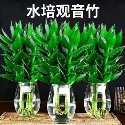 水培植物观音竹花卉绿植