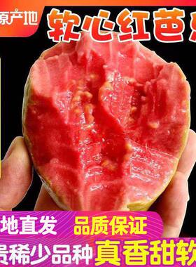 广东精品红心芭乐番石榴低糖美味新鲜采摘四季果孕妇网红爆款水果