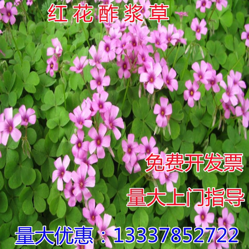 红花三叶草质量怎么样 红花三叶草口碑怎么样 小麦优选
