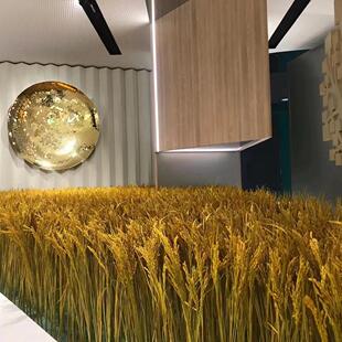 天然稻穗干花水稻小麦穗高粱五谷丰登农家乐幼儿园装饰庭院挂件